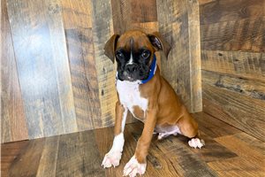 Ayden - Boxer for sale