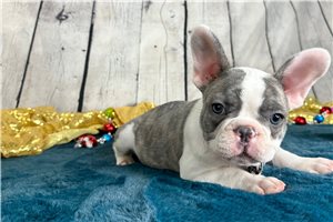 Frazier - French Bulldog for sale