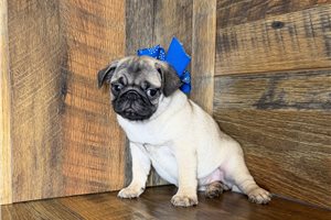 Cassie - Pug for sale