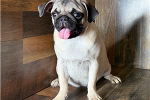 Cassie - Pug for sale