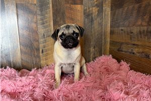 Cassie - Pug for sale