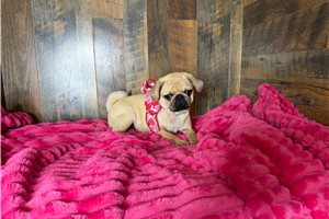 Caroline - Pug for sale