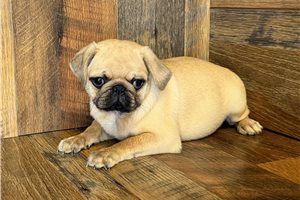 Caroline - Pug for sale