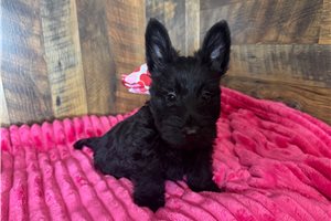 Carissa - Scottish Terrier for sale
