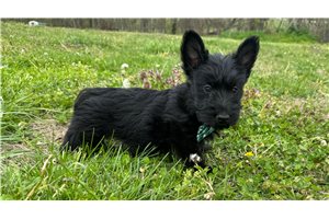 Mac - Scottish Terrier for sale