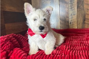 Calvin - Scottish Terrier for sale