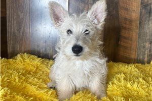 Calvin - Scottish Terrier for sale