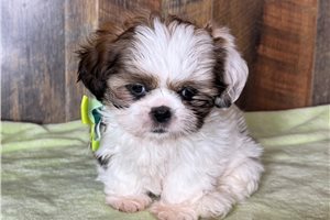 Conner - Shih Tzu for sale