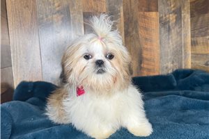 Ayden - puppy for sale