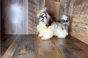 Aaron - Shih Tzu for sale