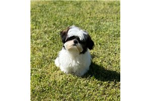 Sparkle - Shih Tzu for sale