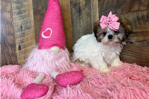 Anne - Shih Tzu for sale