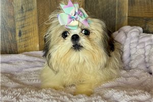 Avery - Shih Tzu for sale