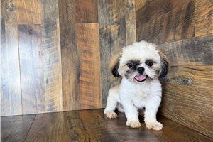 Aaron - Shih Tzu for sale