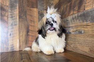 Aaron - Shih Tzu for sale