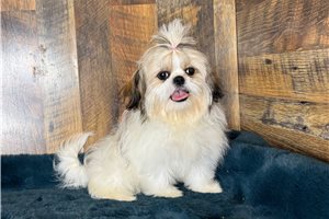 Avery - Shih Tzu for sale