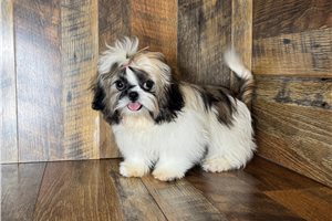 Aaron - puppy for sale