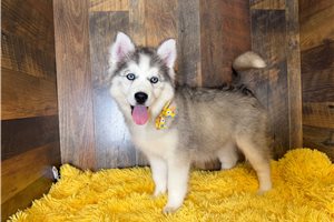 Deena - Siberian Husky for sale