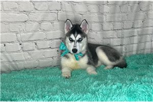 Zues - Siberian Husky for sale