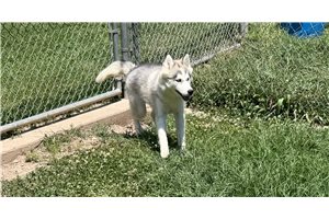 Deena - Siberian Husky for sale