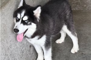 Donnie - Siberian Husky for sale