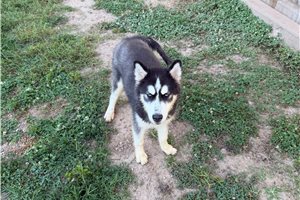 Donnie - Siberian Husky for sale