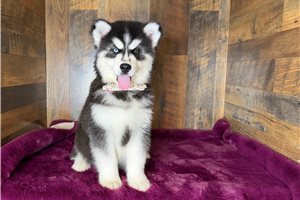 Daniel - Siberian Husky for sale