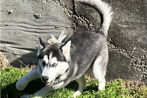 Nixa - Siberian Husky for sale