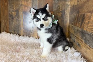 Della - puppy for sale