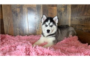 Darla - Siberian Husky for sale