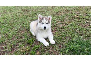 David - Siberian Husky for sale
