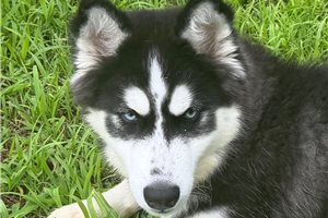 Donnie - Siberian Husky for sale