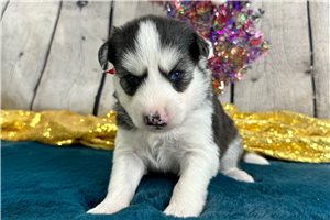 Nelia - Siberian Husky for sale