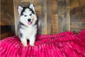 Donna - Siberian Husky for sale