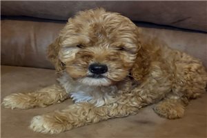 Douglas - Goldendoodle for sale