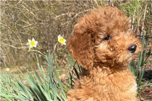 Dynamo - Goldendoodle for sale