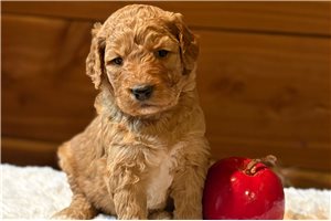 Dorian - Goldendoodle for sale