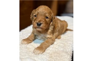 Douglas - Goldendoodle for sale