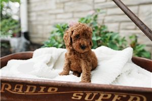 Bentley - puppy for sale