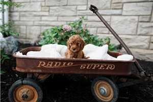 Bloom - puppy for sale