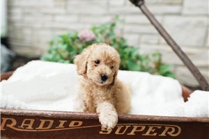 Chillie - Goldendoodle, Mini for sale