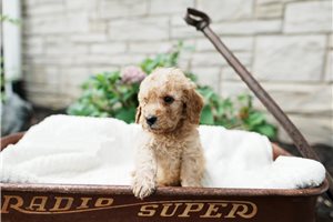 Chris - Goldendoodle, Mini for sale