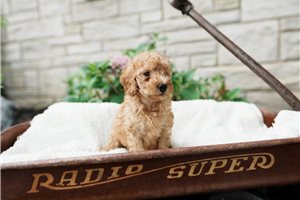 Chip - Goldendoodle, Mini for sale