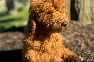 Auburn - Goldendoodle, Mini for sale