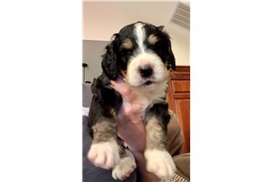 Ron - Bernedoodle for sale