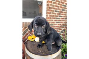 Gina - Labrador Retriever for sale