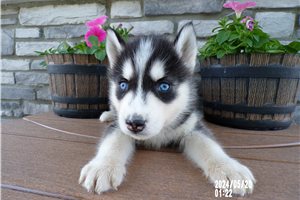 Travis - Siberian Husky for sale