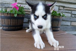 Tori - puppy for sale