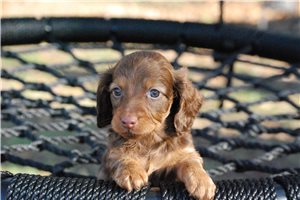 Magda - puppy for sale