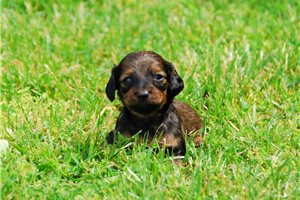Roman - puppy for sale